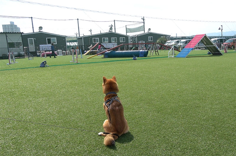 Shiba Inu’s Amo-san watching and learning from senior dogs