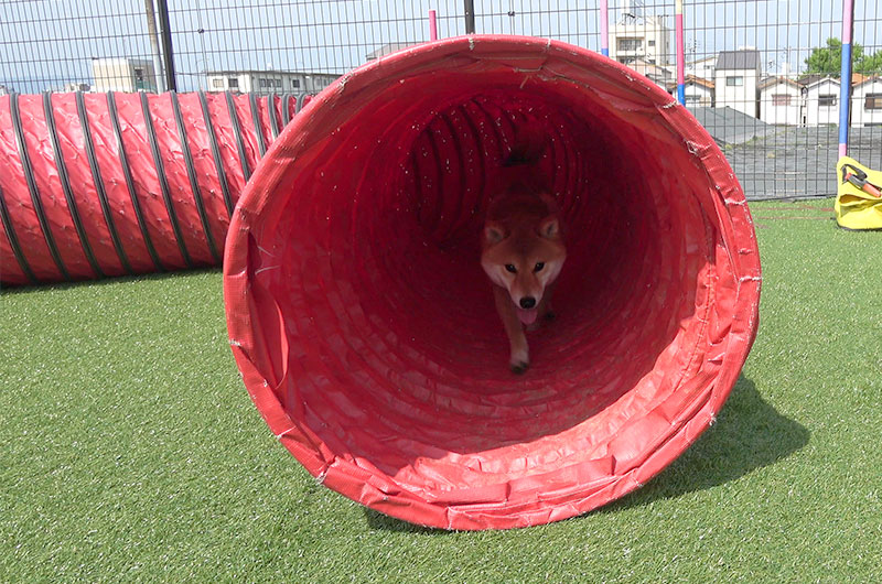 Shiba Inu’s Amo-san getting out of the tunnel