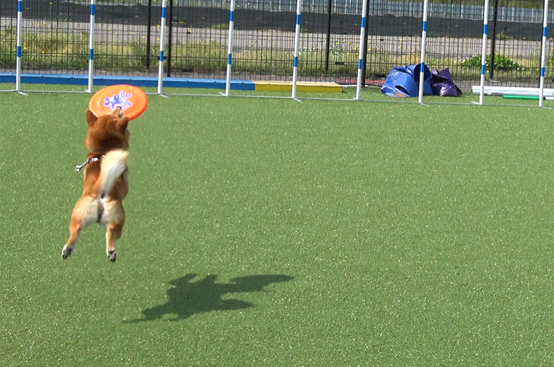 Shiba Inu’s Amo-san playing with Frisbee in dog run