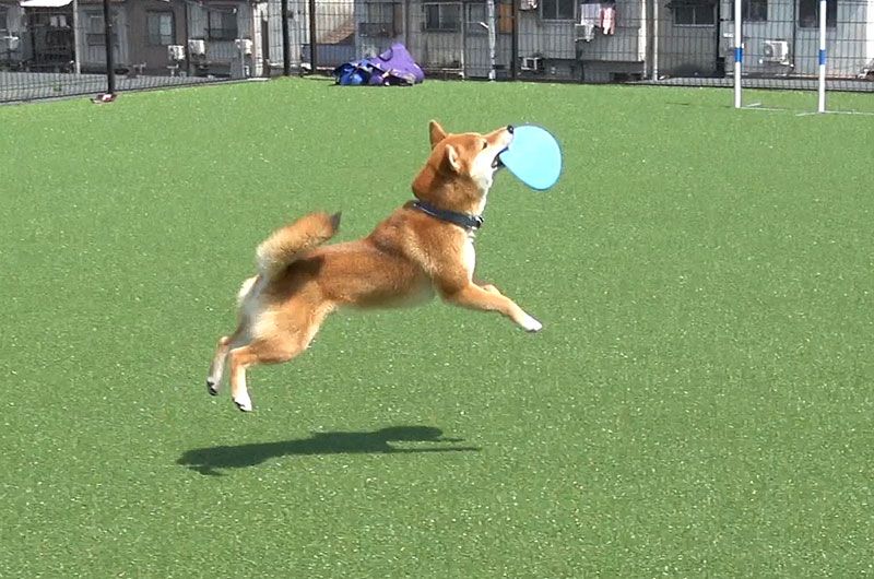 Shiba Inu’s Amo-san playing with Frisbee in dog run