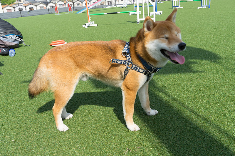 Shiba Inu’s Amo-san taking break with wonderful smile