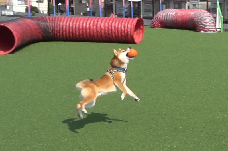 Shiba Inu’s Amo-san playing with ball in dog run