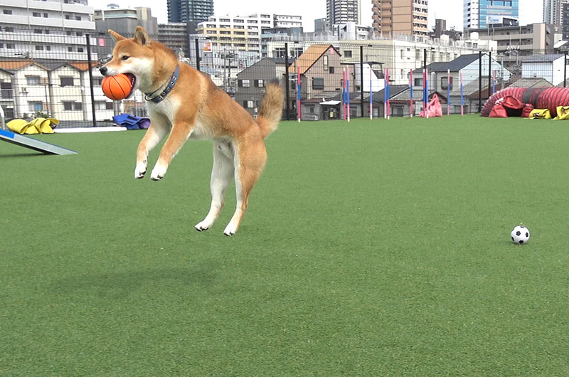 Shiba Inu’s Amo-san playing with ball in dog run