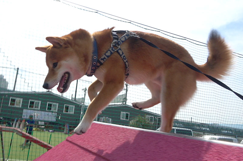 Shiba Inu’s Amo-san playing with A frame in agility field