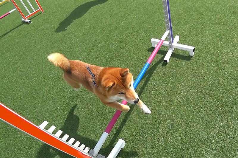 Shiba Inu’s Amo-san jumped over the bar in agility field