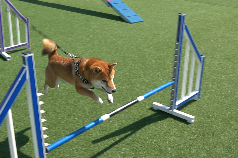 Shiba Inu’s Amo-san jumped over the bar in agility field