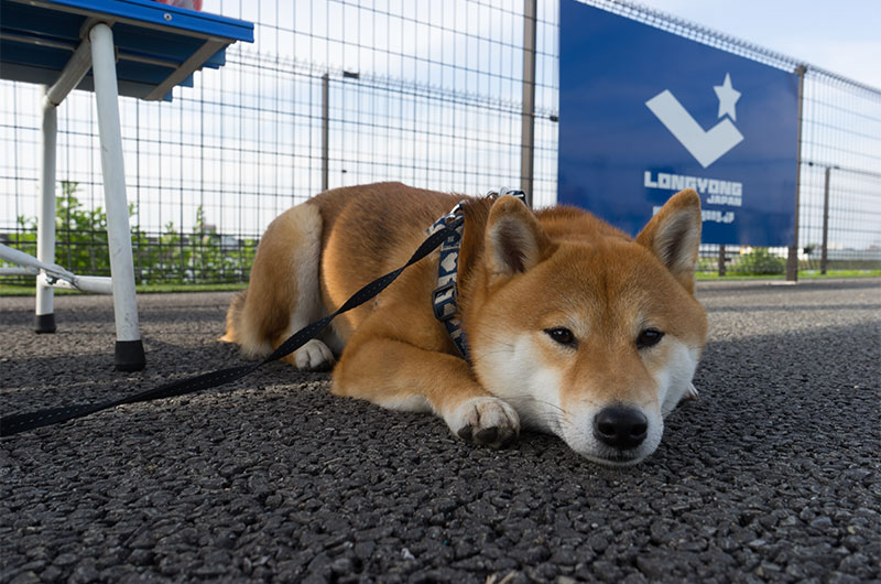 Shiba Inu’s Amo-san taking break near bench