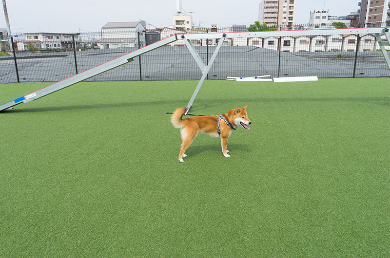 Shiba Inu’s Amo-san going into the agility field