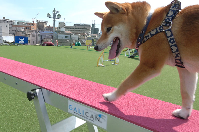 Shiba Inu’s Amo-san walking on the balance beam