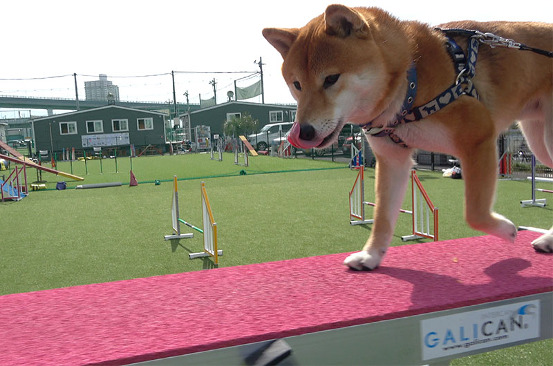 Shiba Inu’s Amo-san walking on the balance beam