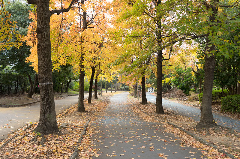 Fall leaves of Ohno River Promenade (a.k.a. Ryokuin Road)