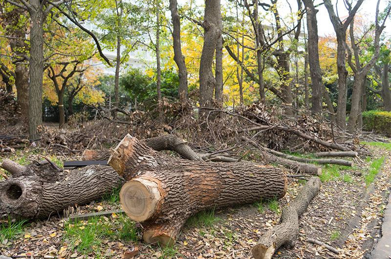 Damage by typhoon 21 at Ohno River Promenade (a.k.a. Ryokuin Road)