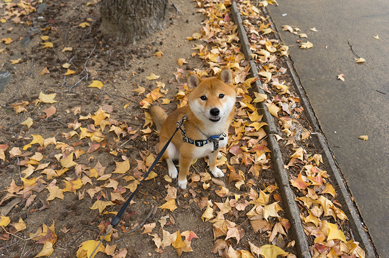 Shiba Inu’s Amo-san with fall leaves