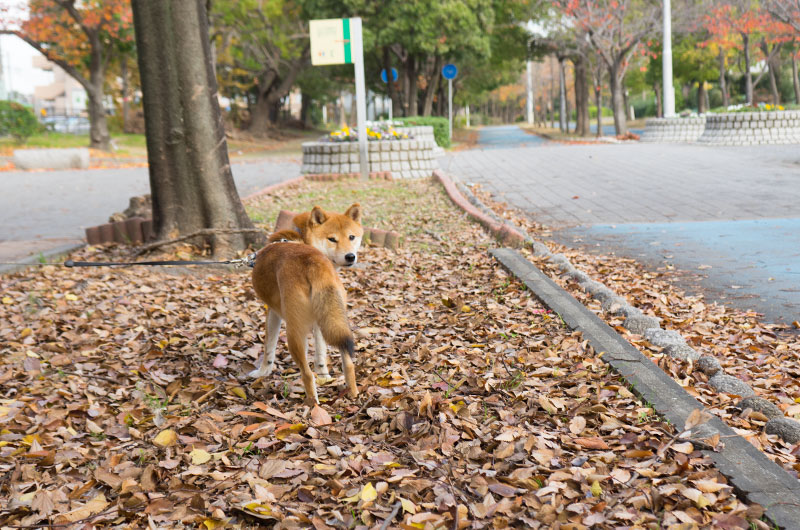 Shiba Inu’s Amo-san with fall leaves