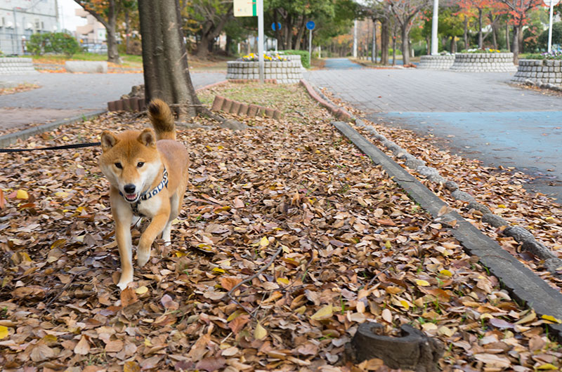 Shiba Inu’s Amo-san walking on fall leaves