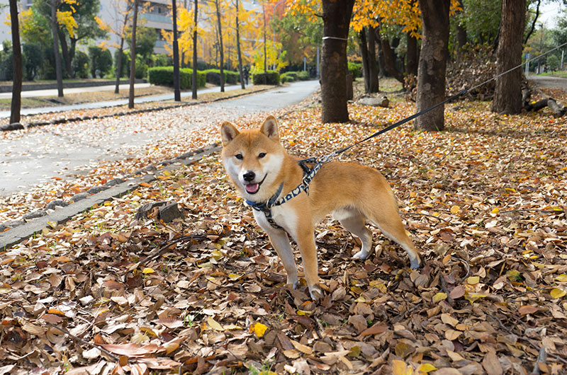 Shiba Inu’s Amo-san with fall leaves