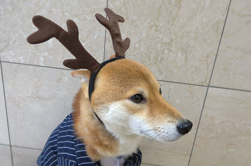 Shiba Inu’s Amo-san having a headset of reindeer