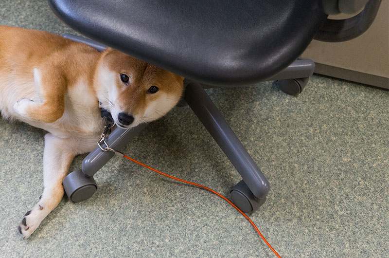 Shiba Inu’s Amo-san relaxing underneath office chair