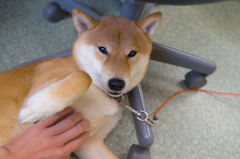 Shiba Inu’s Amo-san relaxing underneath office chair