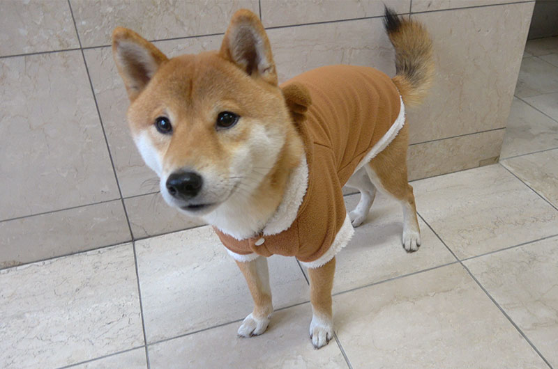 Shiba Inu’s Amo-san taking reindeer outfit