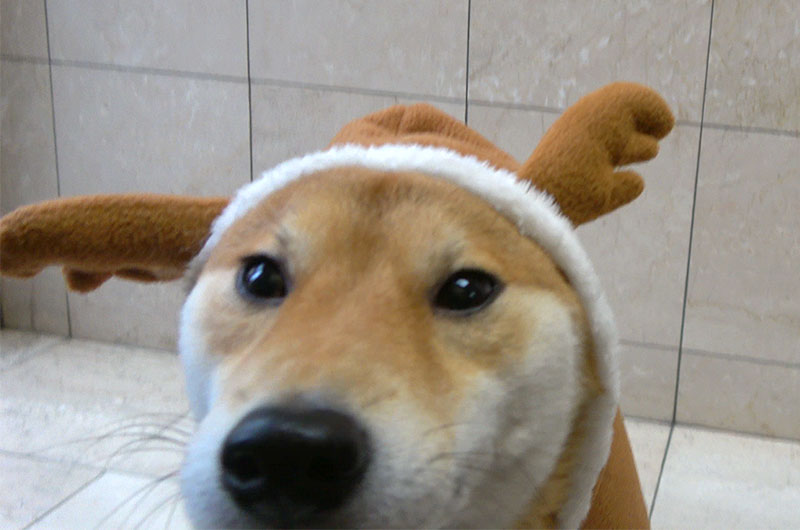 Shiba Inu’s Amo-san taking reindeer outfit