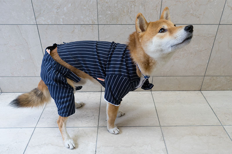 Shiba Inu’s Amo-san taking striped tuxedo for dogs