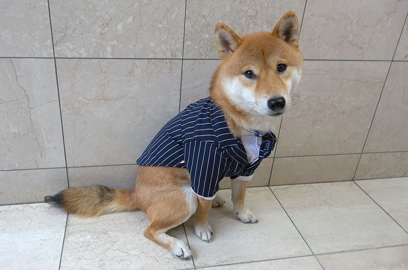 Shiba Inu’s Amo-san sitting with striped tuxedo for dogs