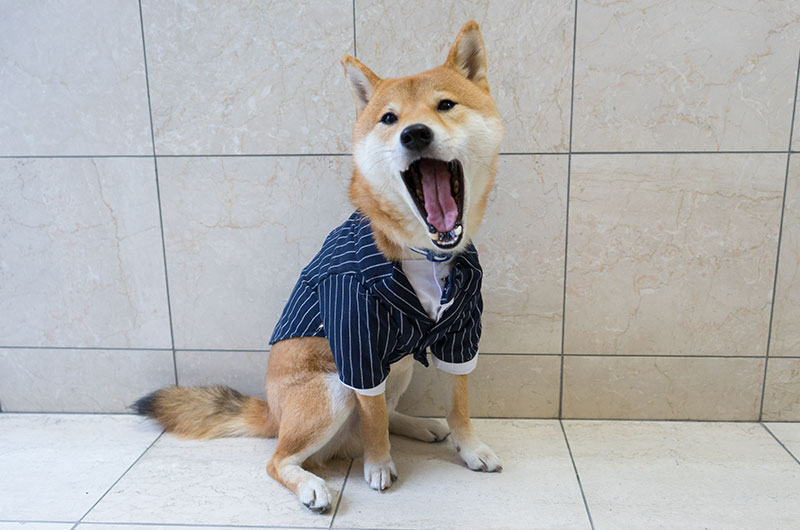 Shiba Inu’s Amo-san yawning with striped tuxedo for dogs