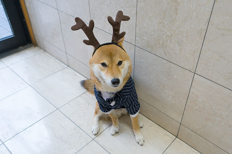 Shiba Inu’s Amo-san taking striped tuxedo for dogs