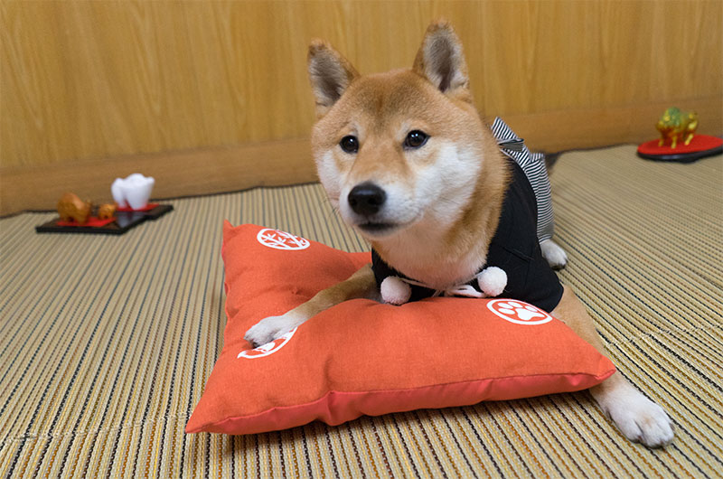 Shiba Inu's Amo-san sleeping with Hakama outfit on the cushion. 