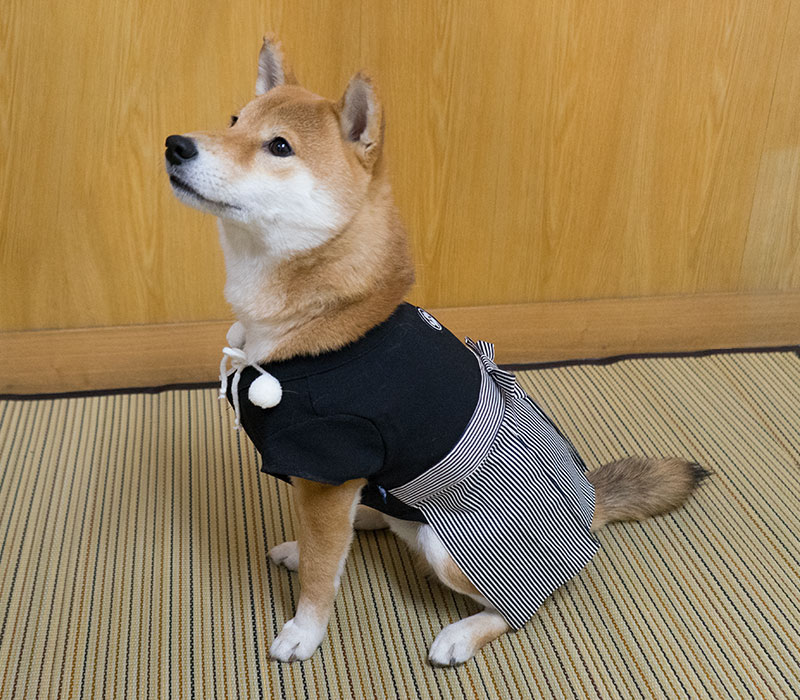 Shiba Inu's Amo-san sitting with Hakama outfit