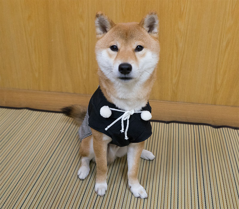 Shiba Inu's Amo-san sitting with Hakama outfit