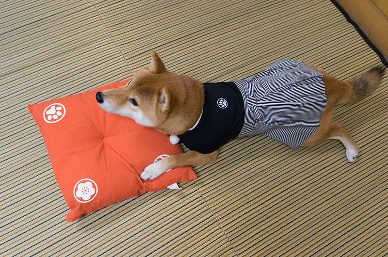 Shiba Inu's Amo-san relaxing with Hakama outfit on the cushion.