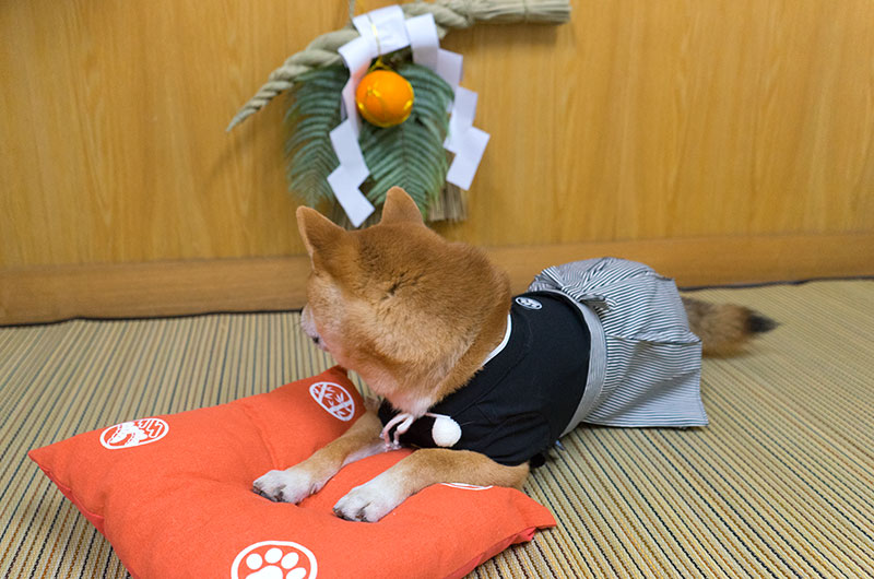 Shiba Inu's Amo-san lying down with Hakama outfit on the cushion.