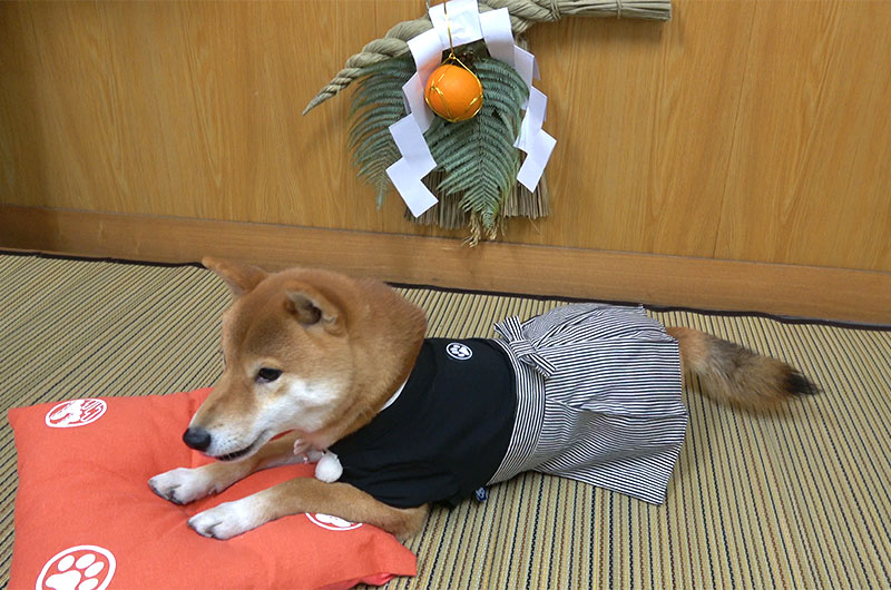 Shiba Inu's Amo-san lying down with Hakama outfit on the cushion.