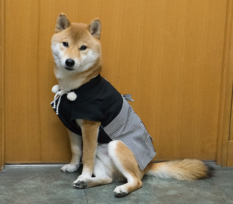 Shiba Inu's Amo-san sitting with Hakama outfit