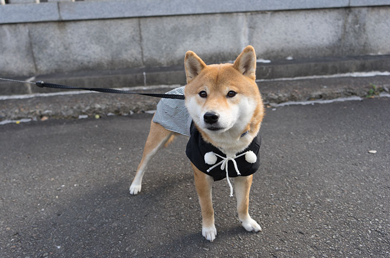 Shiba Inu's Amo-san first visit to shrine with Hakama outfit in 2019.