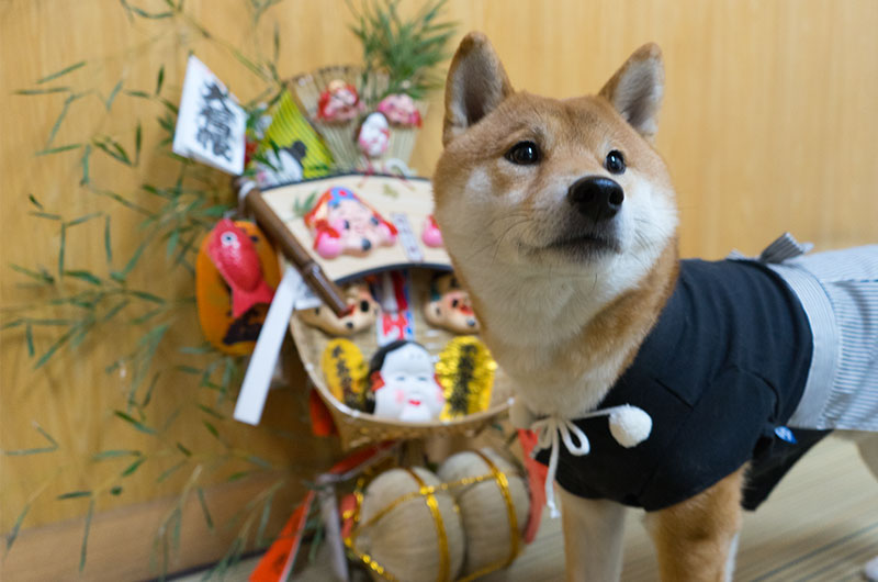 Shiba Inu's Amo-san and lucky charm