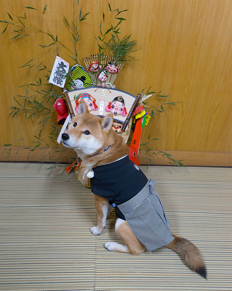 Shiba Inu's Amo-san and lucky charm