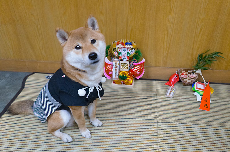 Shiba Inu's Amo-san with lucky charm desk top type and Lucky omen