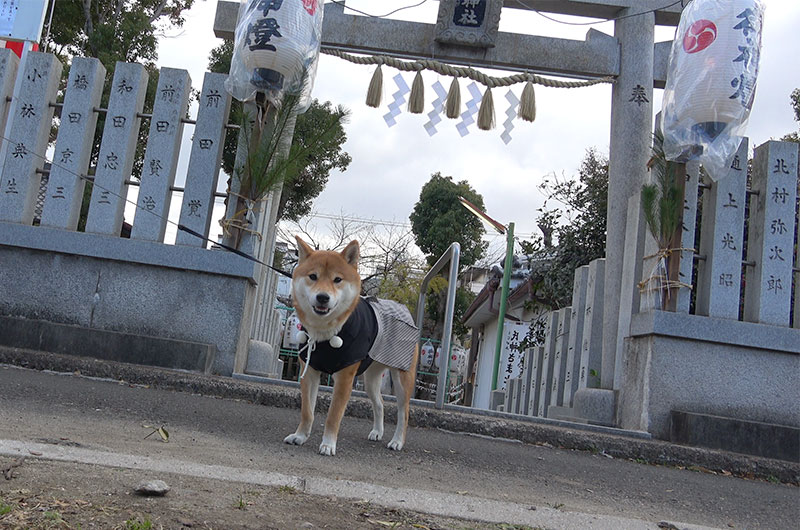 Shiba Inu's Amo-san in front of main gate of Sumiyoshi shrine at Fukumachi