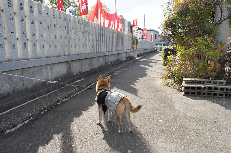 Shiba Inu's Amo-san first visit to shrine with Hakama outfit in 2019.