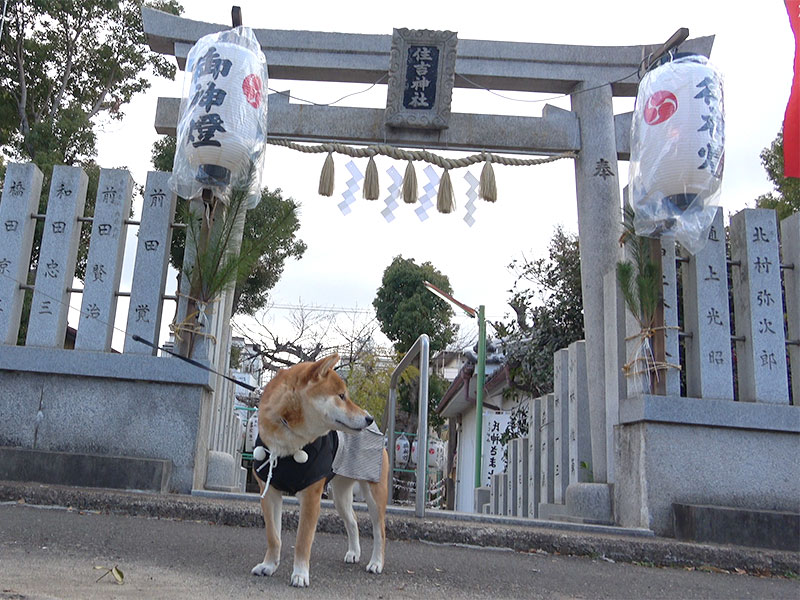 Shiba Inu's Amo-san in front of main gate of Sumiyoshi shrine at Fukumachi