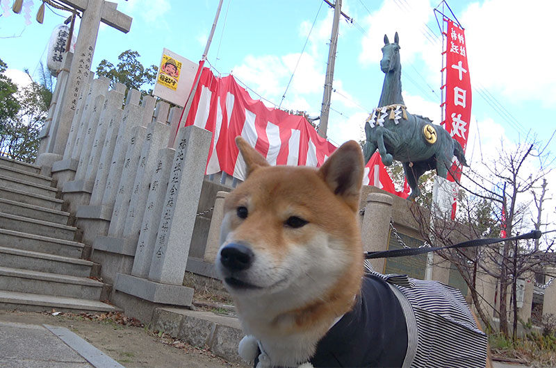 Shiba Inu's Amo-san and divine horse of Sumiyoshi shrine at Fukumachi