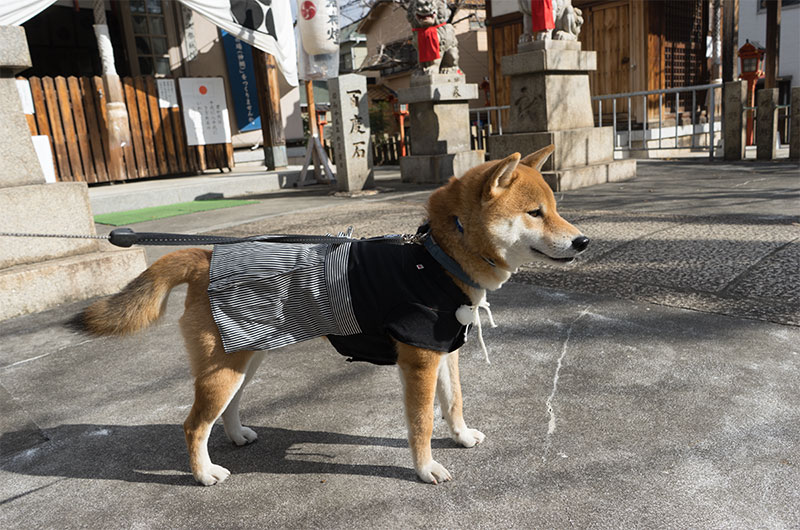 Shiba Inu's Amo-san first visit to Sumiyoshi shrine at Fukumachi