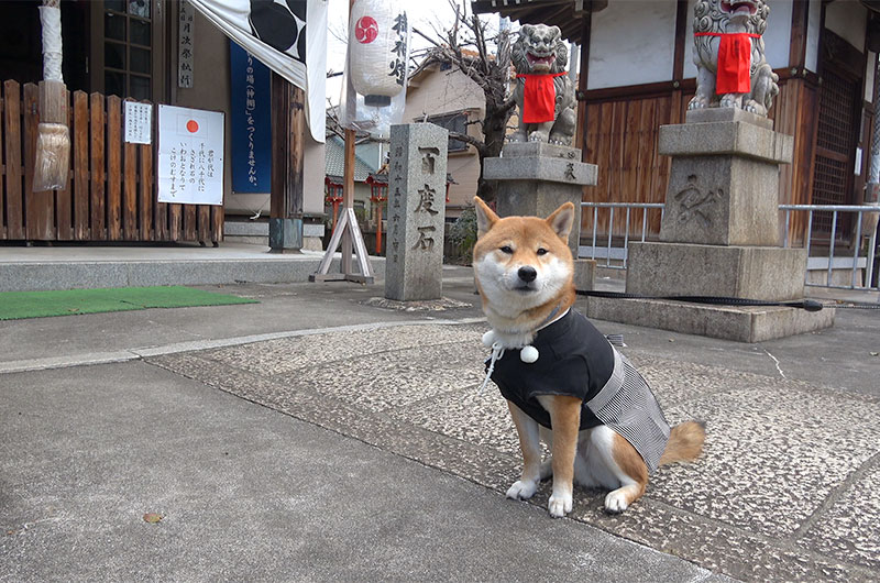 Shiba Inu's Amo-san and divine dogs of Sumiyoshi shrine at Fukumachi