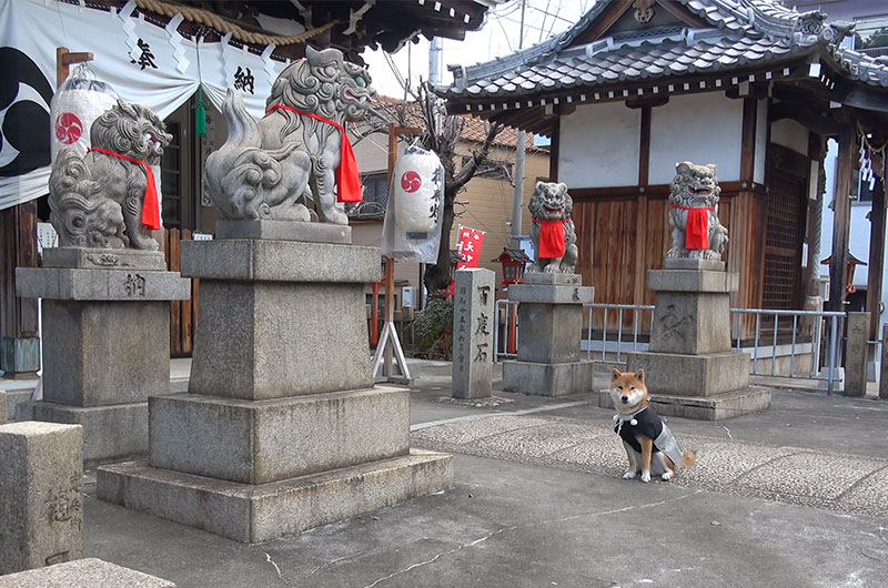 Shiba Inu's Amo-san and divine dogs of Sumiyoshi shrine at Fukumachi