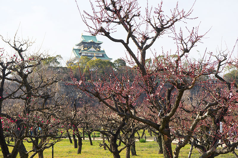 Plum trees at Osaka Castle