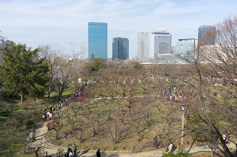 Plum tress at Osaka Castle park