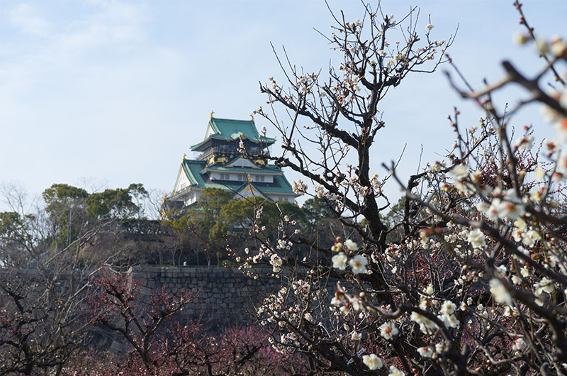 Plum at Osaka Castle